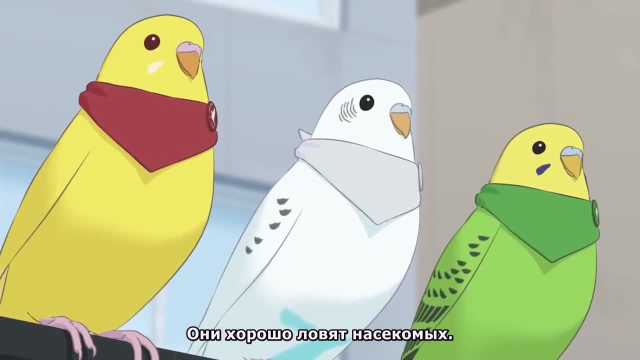 Разноцветные попугаи 2 - кадр 5